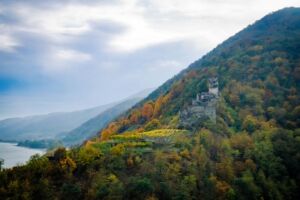 gritschweinlese23-0454