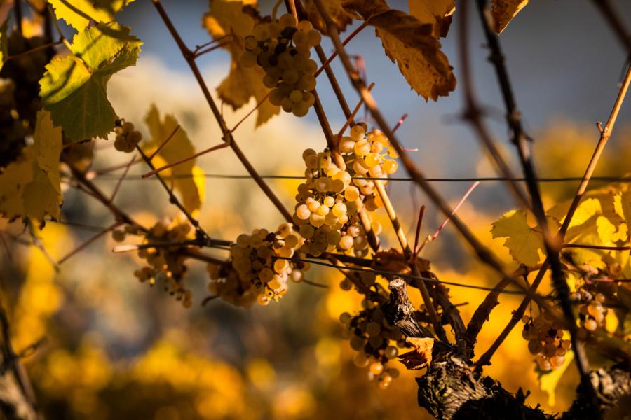 goldene-trauben-in-der-klaus