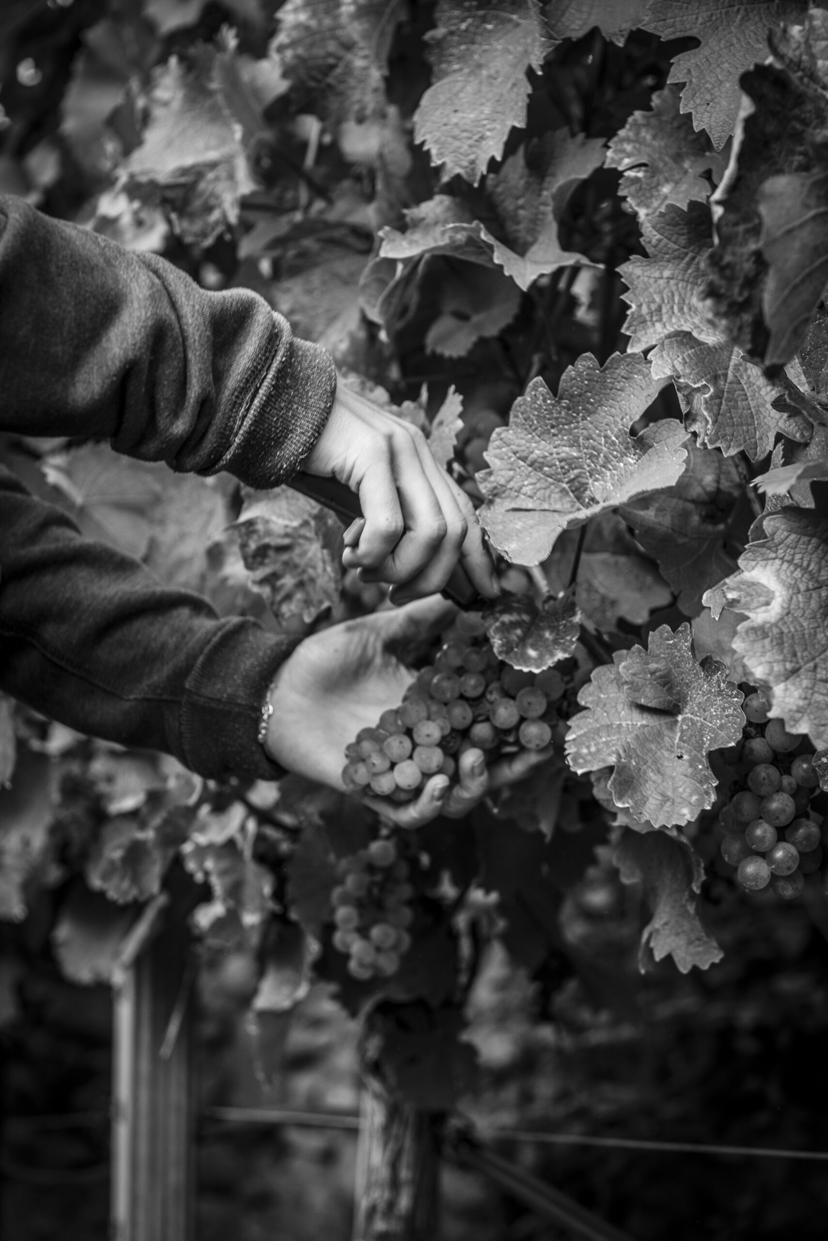 weinlese-hand-monochrom