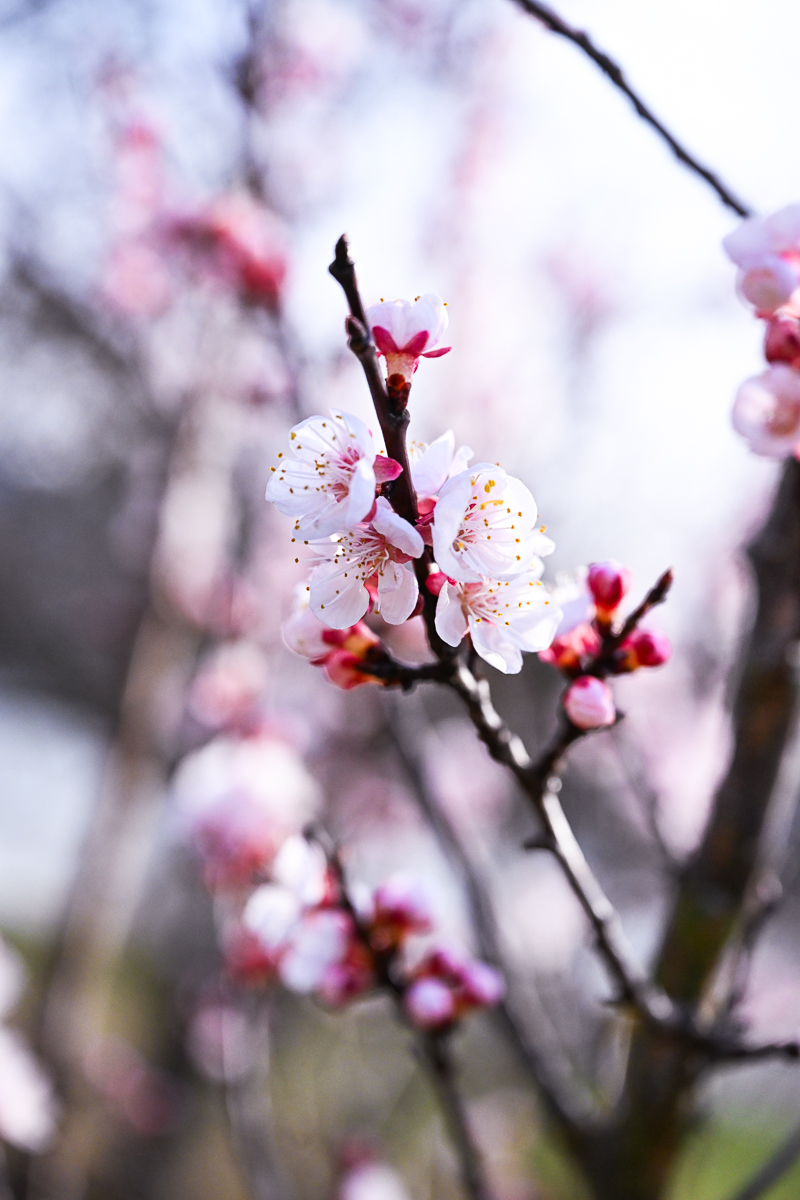 marillenbluetenzauber