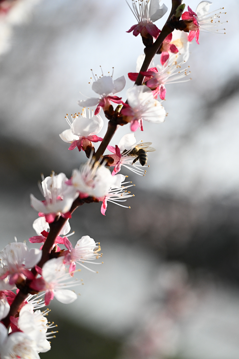 wachauer-marillenblueten-2